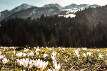 Weiße Bergspitzen, blühende Wiesen - der Frühling hält Einzug in den Regionen der Kitzbüheler Alpen.