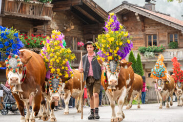 Bei den Almabtrieben im Brixental und der Region Hohe Salve kehrt das geschmückte Vieh von den Almen zurück ins Tal.