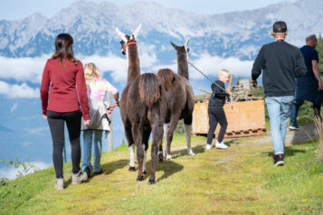 Beim Alpengasthof Rigi wartet auf die Familien u.a. eine Alpakawanderung. 